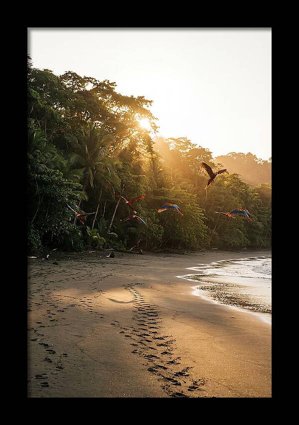 Corcovado National Park Serenity