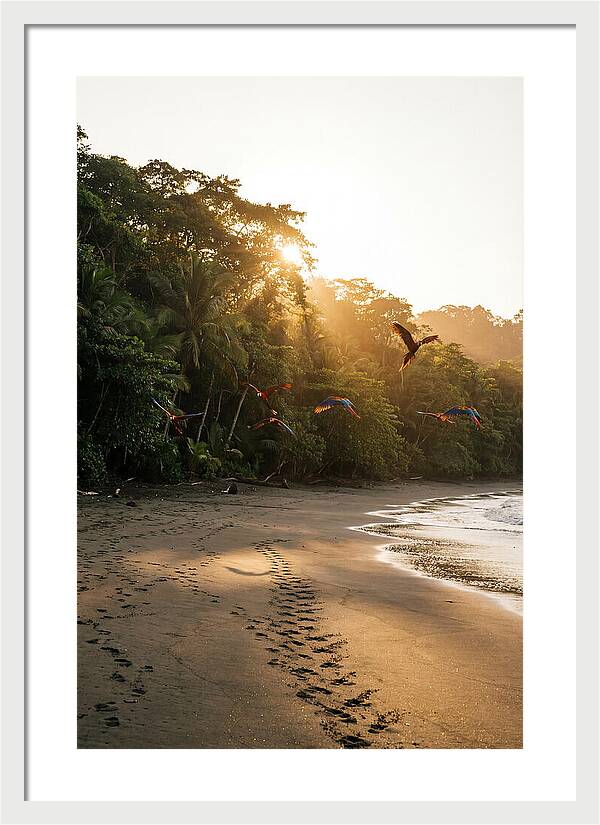 Corcovado National Park Serenity