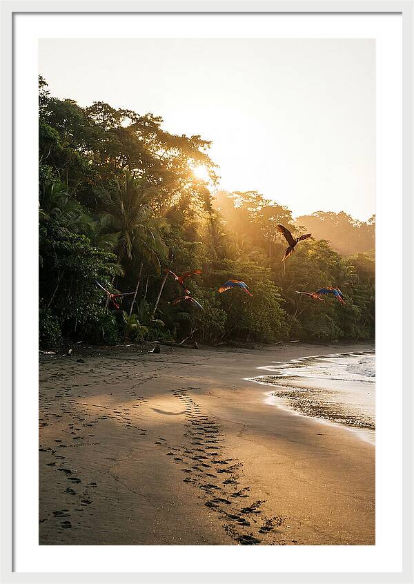 Corcovado National Park Serenity