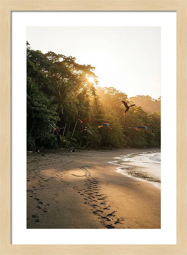 Corcovado National Park Serenity