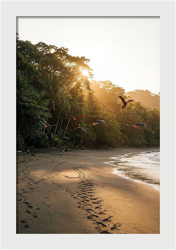 Corcovado National Park Serenity