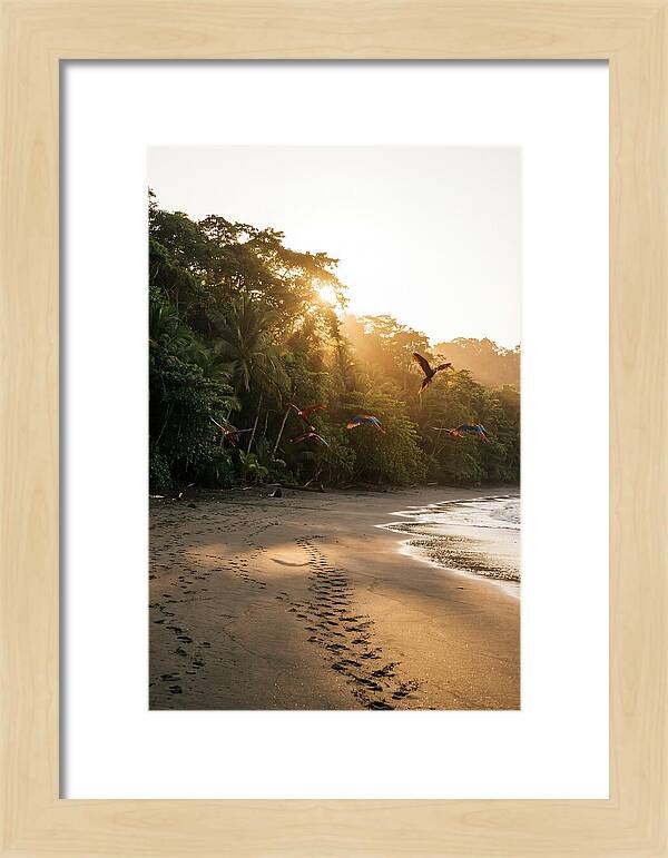 Corcovado National Park Serenity