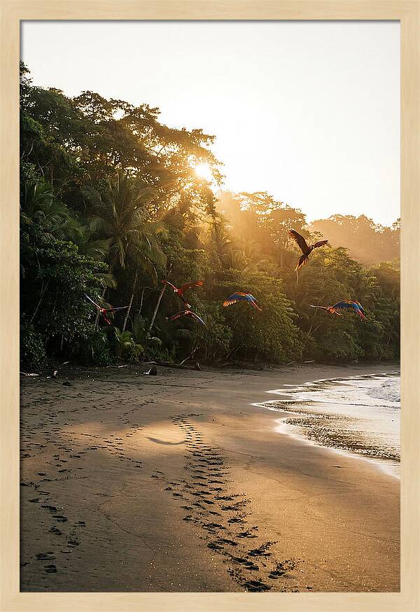 Corcovado National Park Serenity
