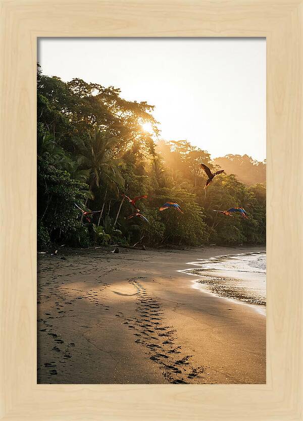 Corcovado National Park Serenity