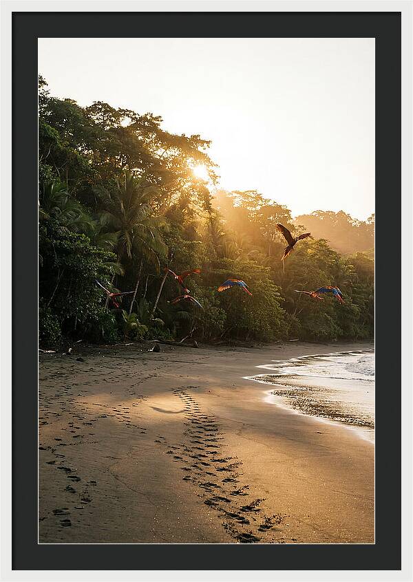 Corcovado National Park Serenity