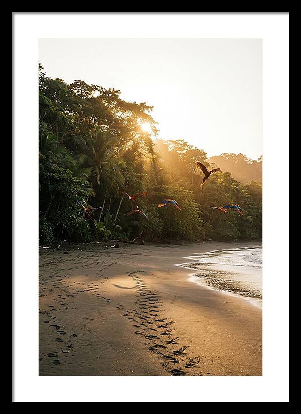 Corcovado National Park Serenity