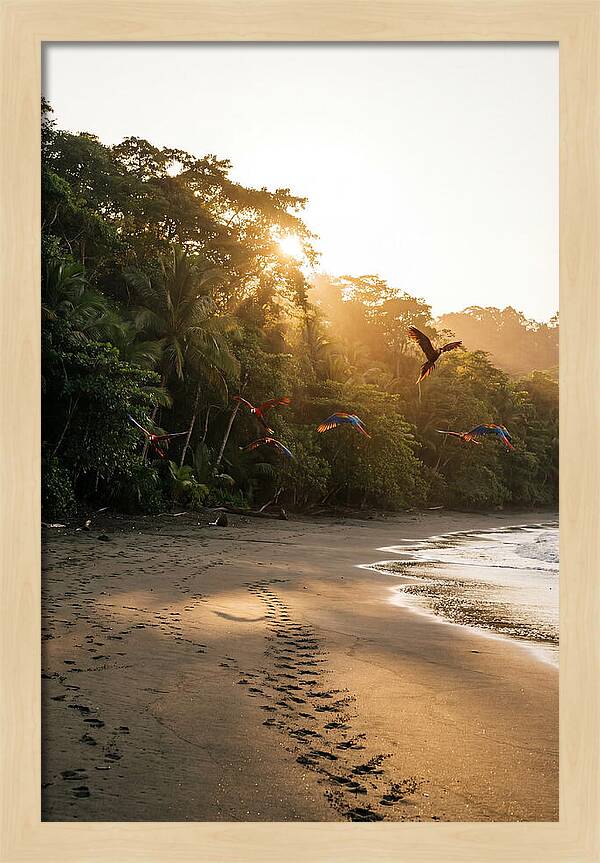 Corcovado National Park Serenity