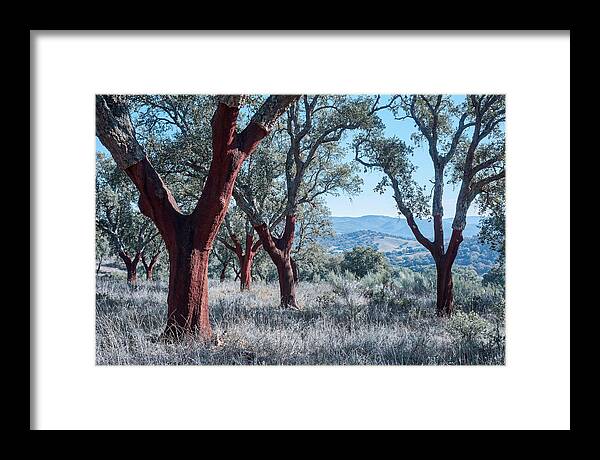 Cork Oak Grove Serenity