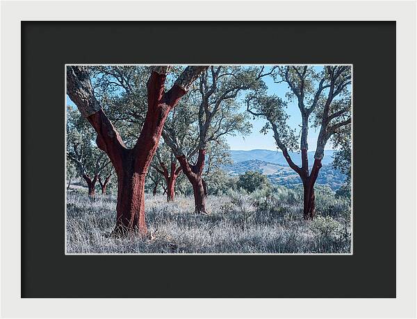Cork Oak Grove Serenity