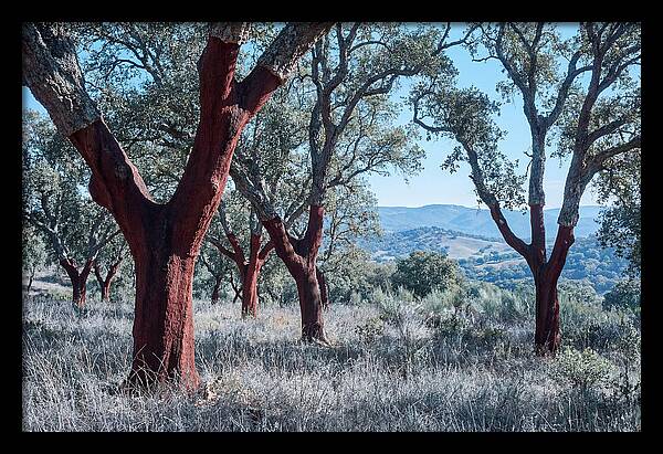 Cork Oak Grove Serenity