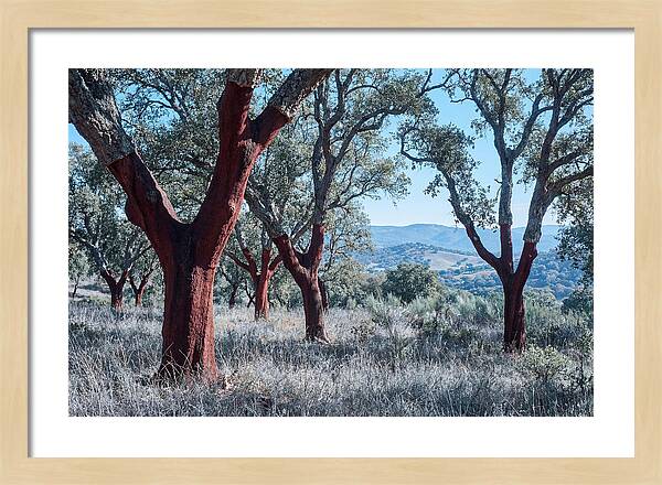Cork Oak Grove Serenity
