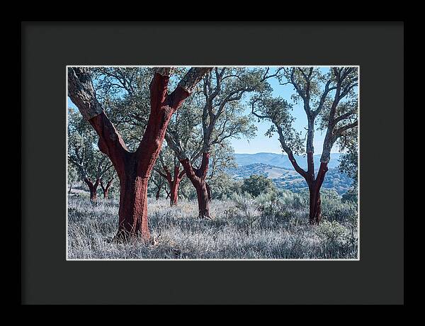 Cork Oak Grove Serenity