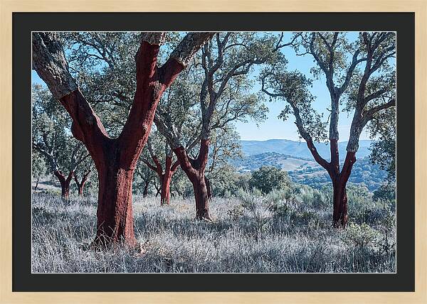 Cork Oak Grove Serenity