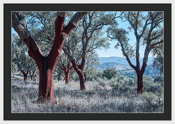 Cork Oak Grove Serenity