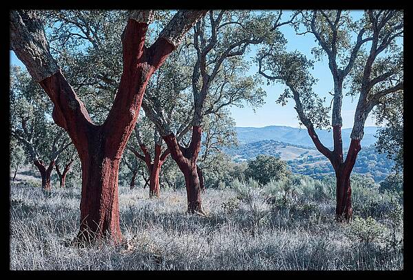 Cork Oak Grove Serenity