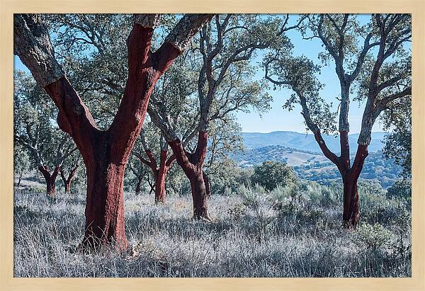 Cork Oak Grove Serenity