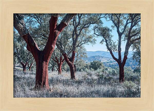 Cork Oak Grove Serenity