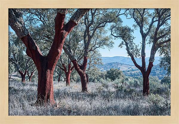 Cork Oak Grove Serenity