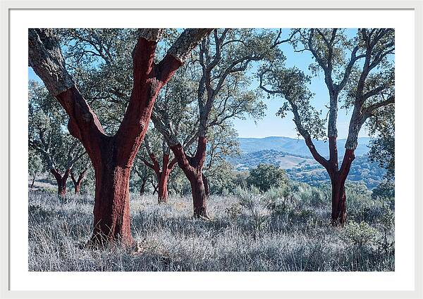 Cork Oak Grove Serenity