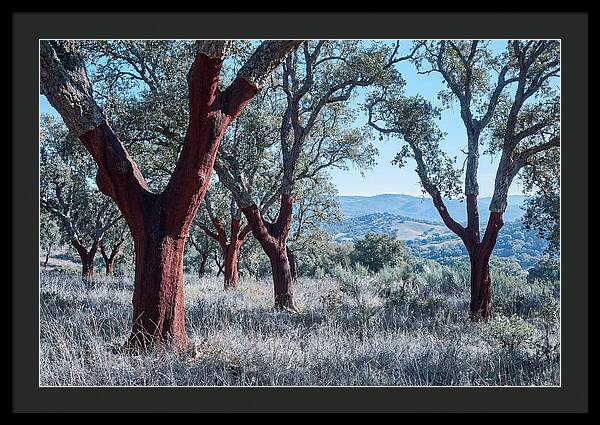 Cork Oak Grove Serenity