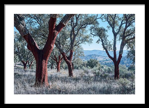 Cork Oak Grove Serenity