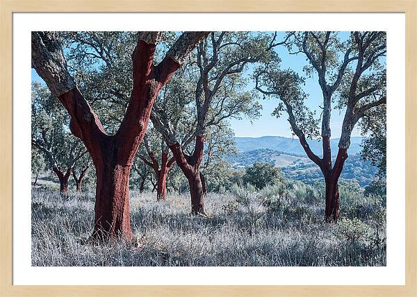 Cork Oak Grove Serenity