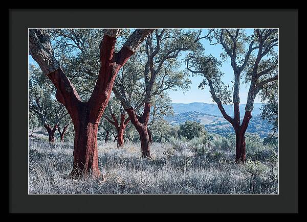 Cork Oak Grove Serenity