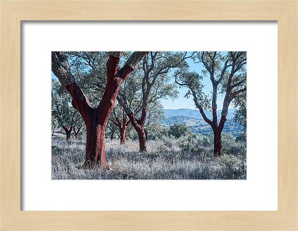 Cork Oak Grove Serenity