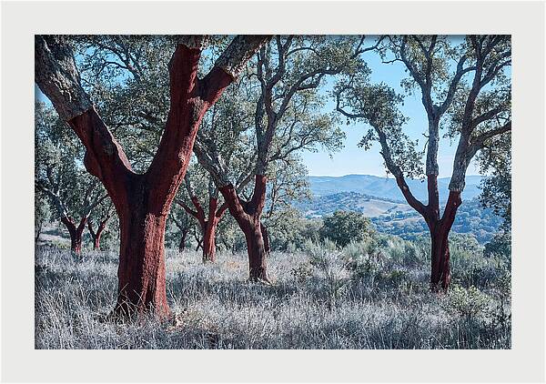 Cork Oak Grove Serenity