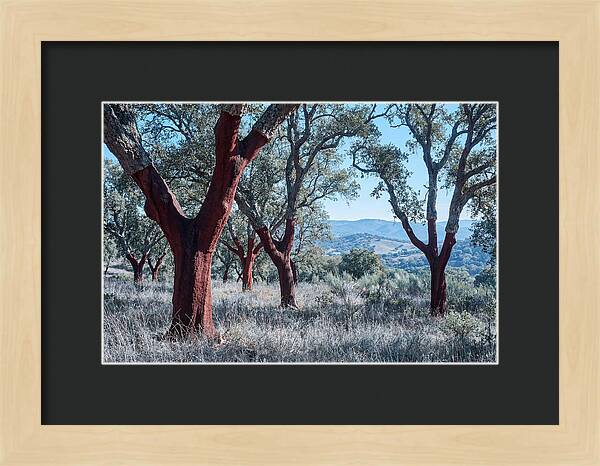 Cork Oak Grove Serenity