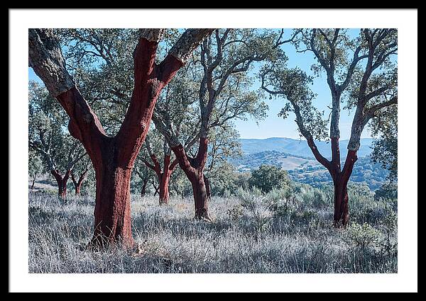 Cork Oak Grove Serenity