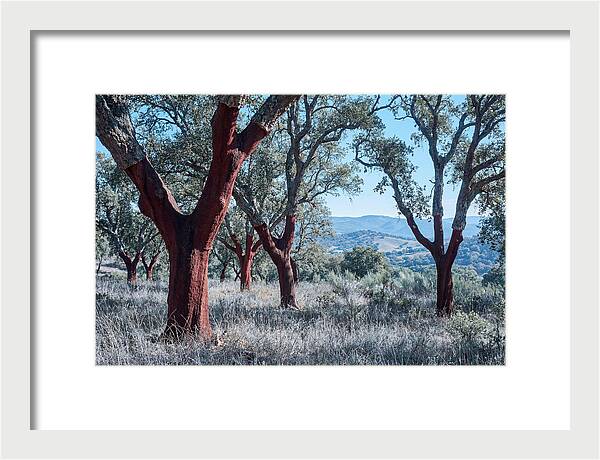 Cork Oak Grove Serenity