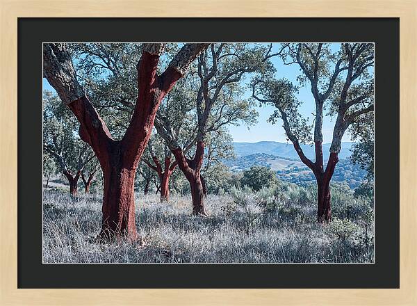 Cork Oak Grove Serenity