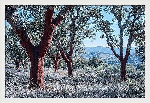 Cork Oak Grove Serenity