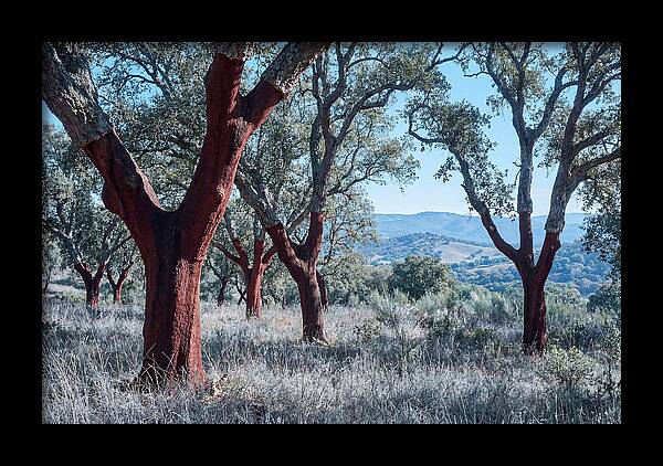Cork Oak Grove Serenity
