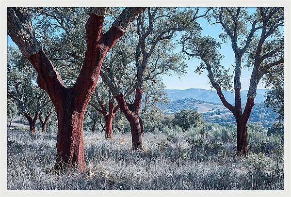 Cork Oak Grove Serenity