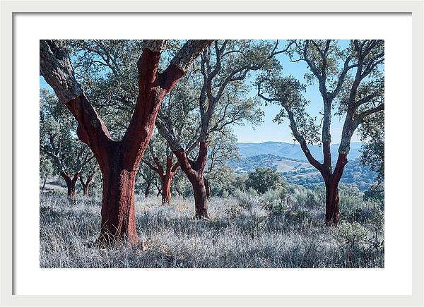 Cork Oak Grove Serenity