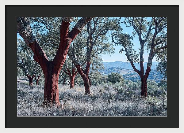 Cork Oak Grove Serenity