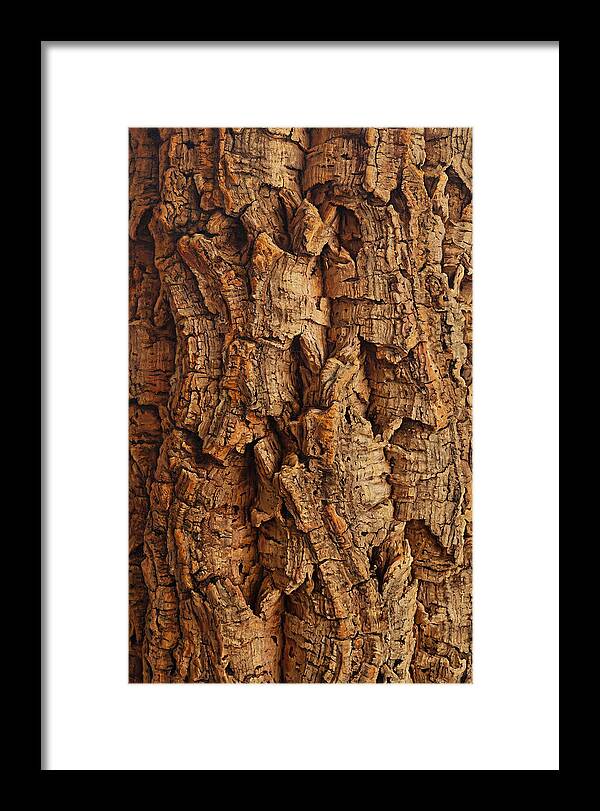 Cork Texture Close Up