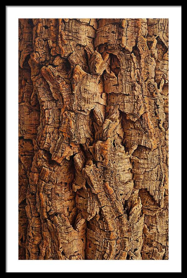 Cork Texture Close Up