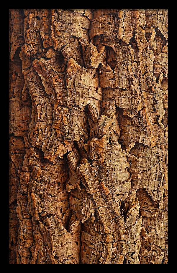 Cork Texture Close Up