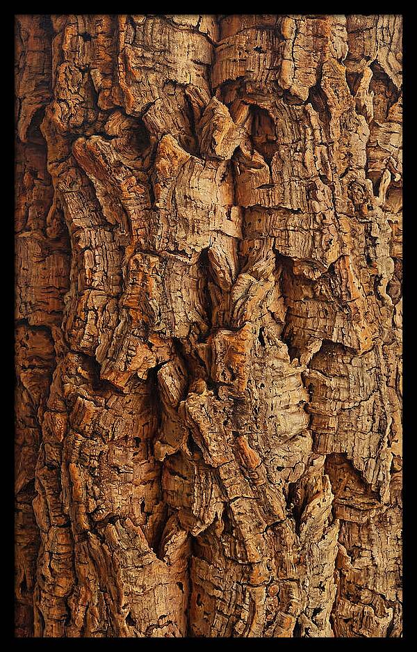 Cork Texture Close Up