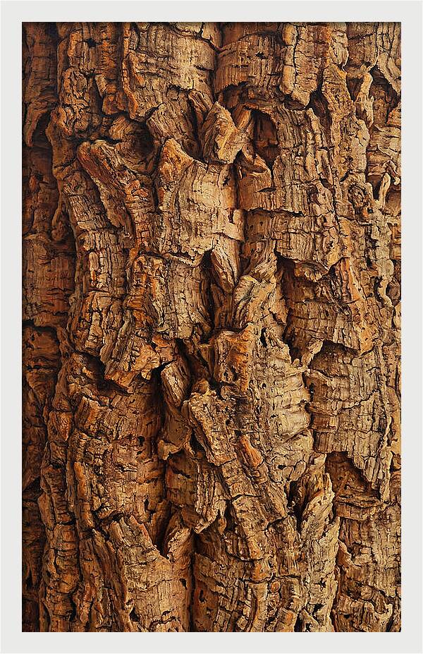 Cork Texture Close Up