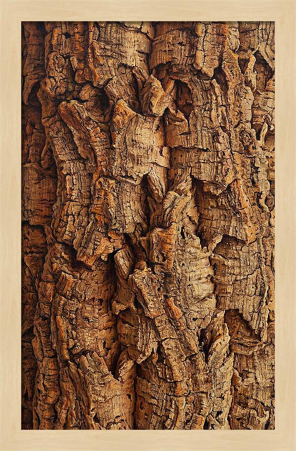 Cork Texture Close Up