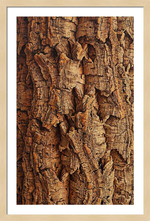 Cork Texture Close Up