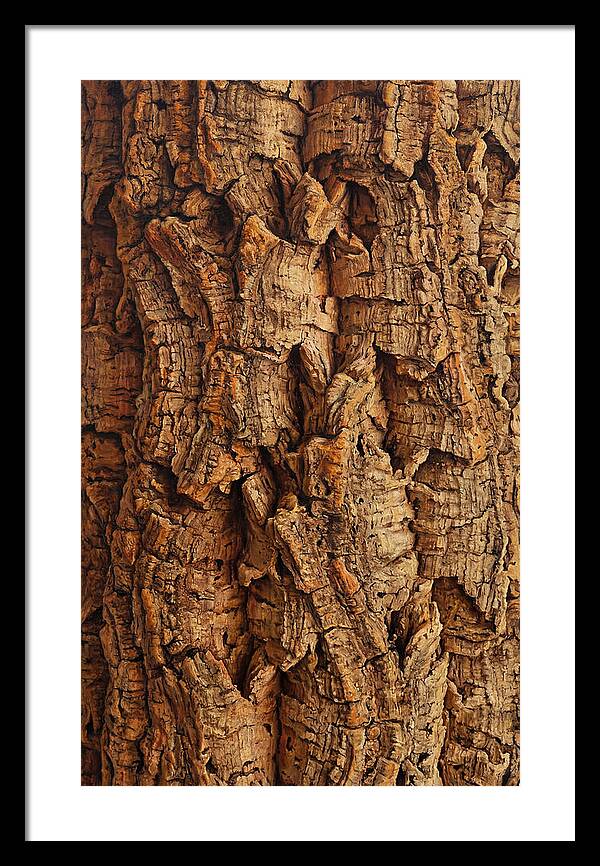 Cork Texture Close Up