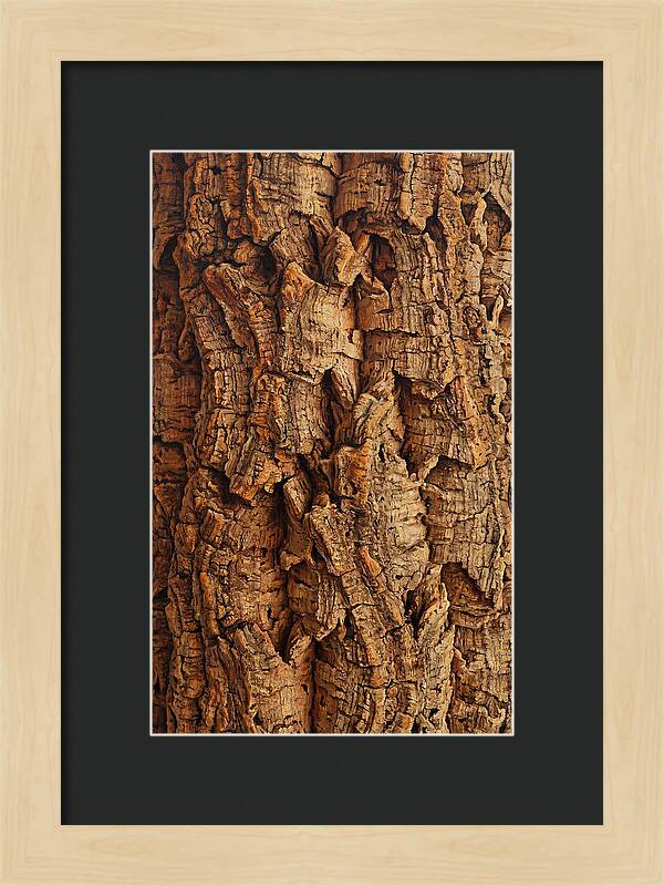 Cork Texture Close Up