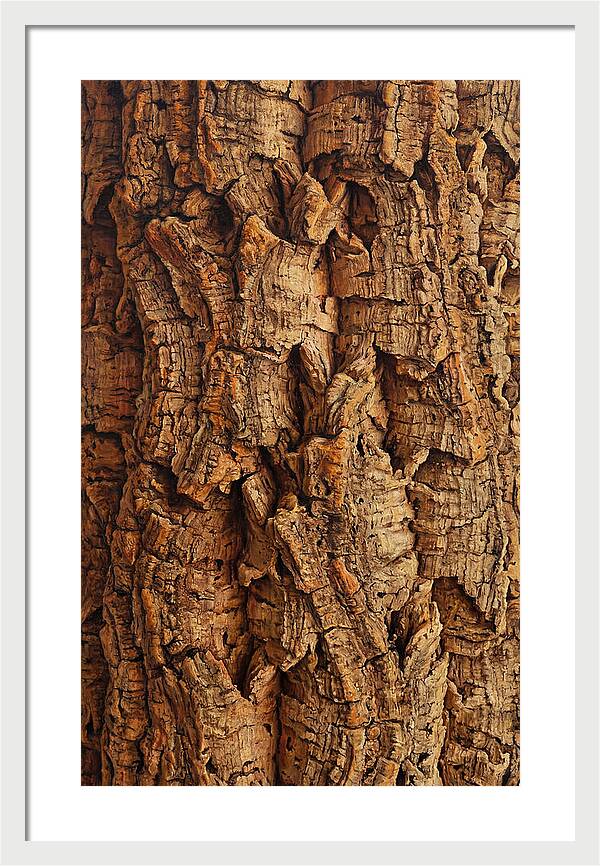 Cork Texture Close Up