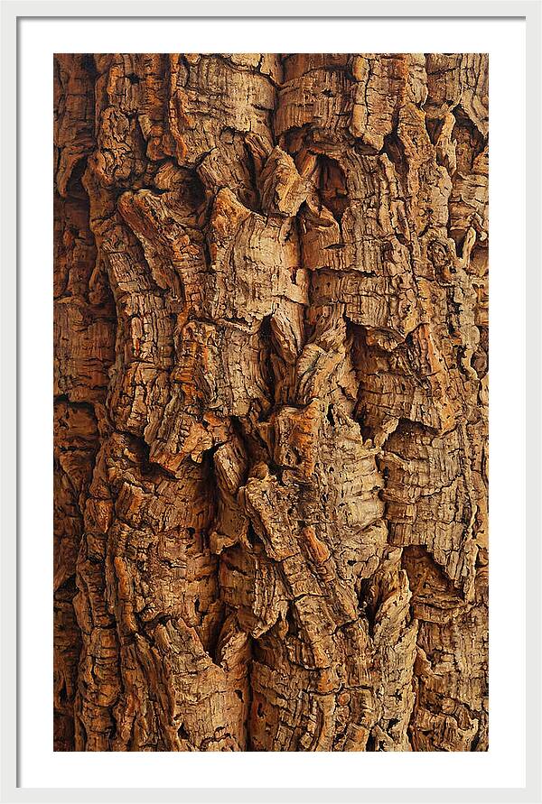 Cork Texture Close Up