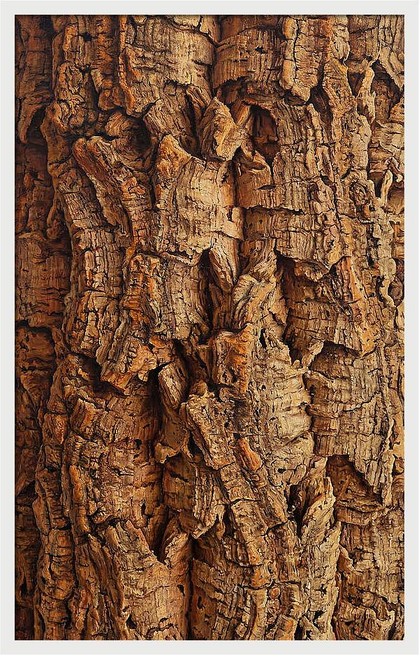Cork Texture Close Up